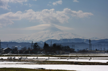鳥海山　白鳥5.jpg